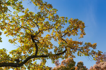 Common oak branch with autumn leaves against the clear sky