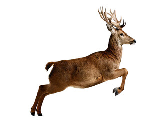 Leaping reindeer isolated on a white background wildlife photography natural habitat dynamic pose, isolated on white background