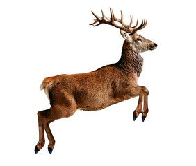 Leaping reindeer isolated on a white background wildlife photography natural habitat dynamic pose, isolated on white background