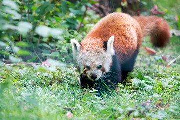 Red panda in the forest