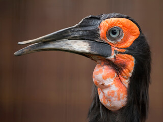 Southern ground hornbill a portrait