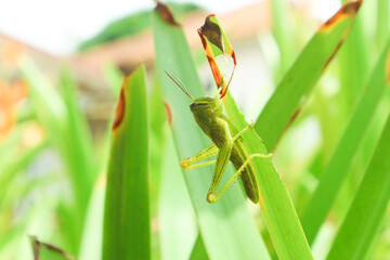 Green grasshopper herbivorous insects from the suborder Caelifera in the order orthoptera