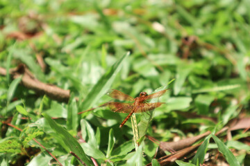 Yellow dragonflies, also known as Scarlet Percher dragonflies, or Jarloomboo to the Gooniyandi (Sympetrum)