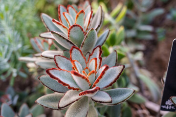 Obraz premium Close-up photo of the leaves of Kalanchoe tomentosa succulent plant with cute fluffy hairs