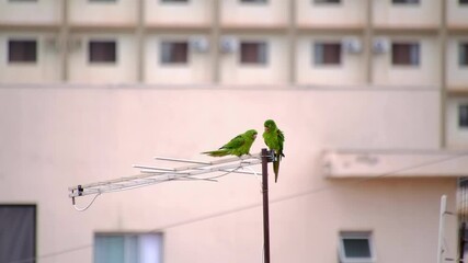 Two Green Parakeets Perched On A TV Antenna. - wide shot