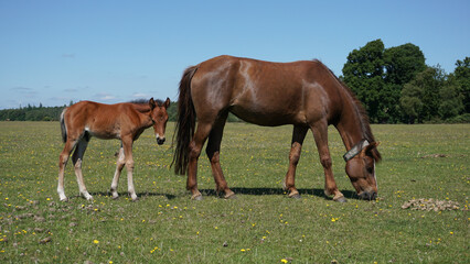 Obraz premium mother and young horse in the New Forest National Park in Hampshire England. Free roaming wild horses