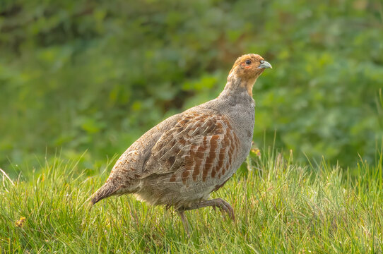 Grey partridge, Scientific name: Perdix Perdix.  Close up of a male Grey or English partridge on managed grouse moorland. Facing right in natural habitat. Taken with long lens, car window and beanbag