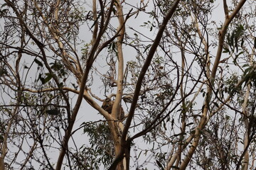 Koala Dreaming Among The Branches 