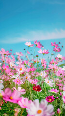 Obraz premium pink white cosmos flowers vast field blue green sky dreamy scenic landscape