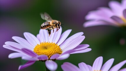 Bee hovering over purple daisy, showcasing nature's delicate balance of pollination and vibrant floral beauty
