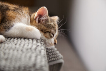 Close-up of a small brown and white kitten peacefully sleeping on a gray knitted blanket,...