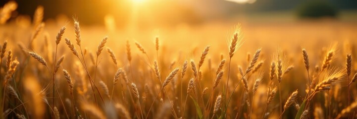 Fototapeta premium A vibrant tapestry of grains and pulses under soft morning light , early morning, rural, assortment