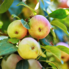 Agriculture, growth and organic apples in countryside, on tree for farming or sustainability....