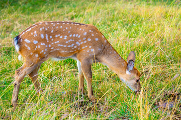 Beautiful sika deer in the autumn forest against the background of colorful foliage of trees. The deer looks to the sides and chews the grass. Fabulous forest autumn landscape with wild animals.
