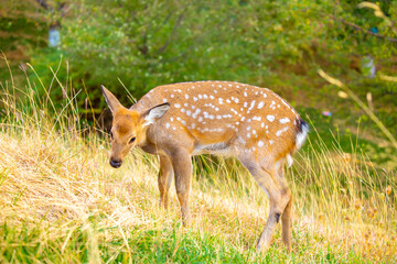 Beautiful sika deer in the autumn forest against the background of colorful foliage of trees. The deer looks to the sides and chews the grass. Fabulous forest autumn landscape with wild animals.