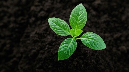Young plant sprout growing in dark soil (4)