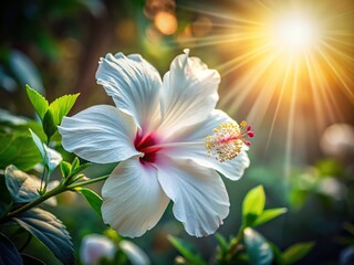 Fototapeta premium Morning sun highlights white hibiscus blossoms, a beautiful floral display.