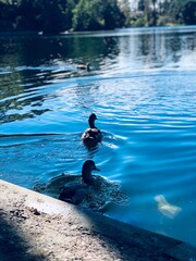 duck swimming in the water