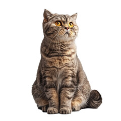 Fototapeta premium Cute Tabby Cat with Yellow Eyes Sitting