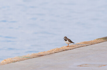 Sandpipers near to the river