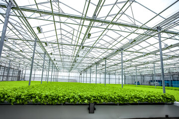 Young plants of lettuce