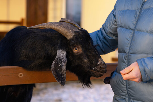 A black goat with horns begs for a treat from the hands of a man.
