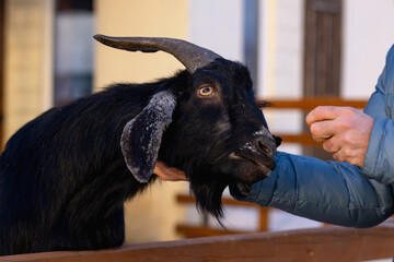 Black goat caresses a man's hand