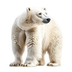 Fototapeta premium Polar Bear isolated on the white background