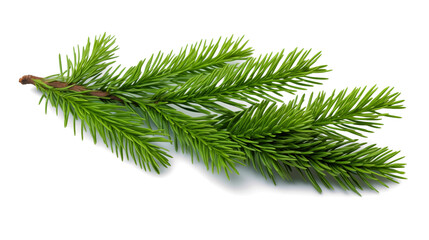 Vibrant Green Pine Branch Isolated on Black Background Perfect for Christmas Cards Winter Holiday Designs Nature Themed Projects and Botanical Illustrations