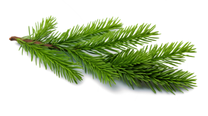 Vibrant Green Pine Branch Isolated on Black Background Perfect for Christmas Cards Winter Holiday Designs Nature Themed Projects and Botanical Illustrations
