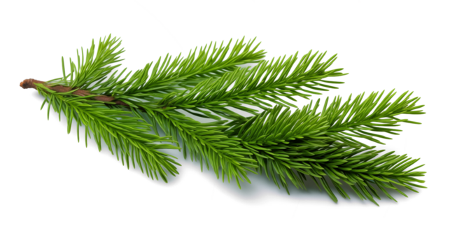 Vibrant Green Pine Branch Isolated on Black Background Perfect for Christmas Cards Winter Holiday Designs Nature Themed Projects and Botanical Illustrations