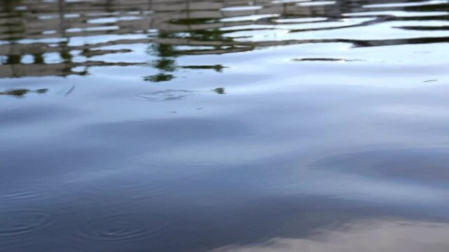 wave on water surface with tiny ripple caused by little insect walking, water striders or pond skaters moving on lake surface