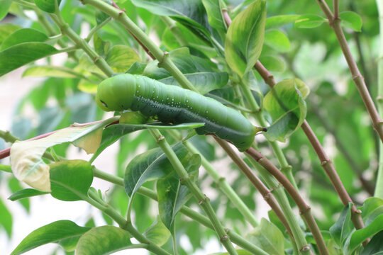 Jasmine leaf caterpillar is a large caterpillar. The caterpillar eats green leaves gustily. Spicebush Swallowtail Butterfly Caterpillar