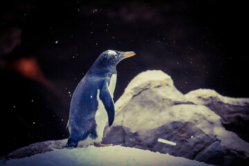 Pinguin