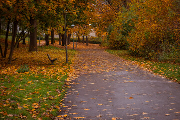 Falling autumn leaves gently cover a beautiful bench in the park.