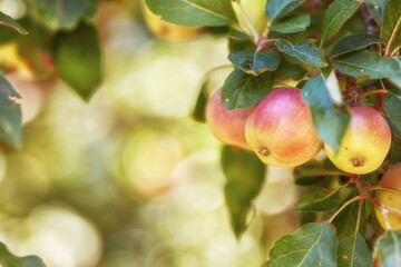 Agriculture, growth and organic apples in countryside, outdoor for farming or sustainability. Crops, harvest and season with natural fruit growing in orchard for eco friendly or net zero agribusiness