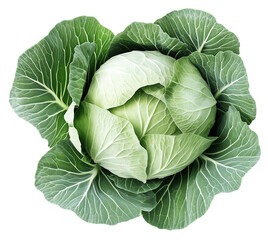 Obraz premium Fresh Green Cabbage Surrounded by Vibrant Green Leaves and Texture, isolated on transparent background.