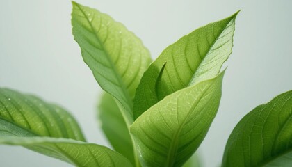 Obraz premium Glass-Like Beauty The Transparent Leaves of Dioscorea