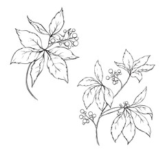 Line drawn wild grapes vector