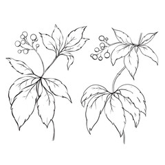 Line drawn wild grapes vector