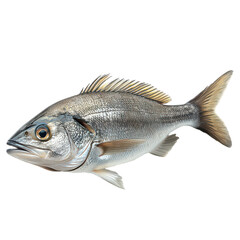 Tripod Fish isolated on transparent background, PNG