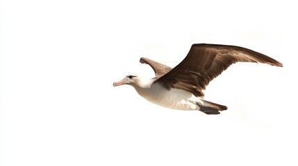 Fototapeta premium Albatross. Rare Kauai Bird Soaring Above the Pacific Ocean