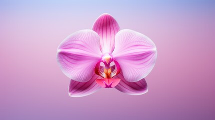 Fototapeta premium petals tropical plant isolated