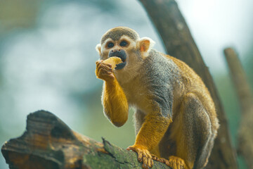 Common Squirrel Monkey eating in a tree