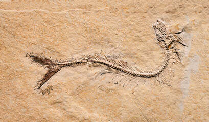 Prehistoric fish fossil © Ievgen Skrypko