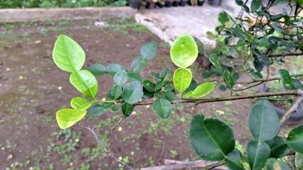 High-Quality Photo of Kaffir Lime Leaves (Citrus Hystrix) on Tree During Rainy Afternoon  Fresh and...