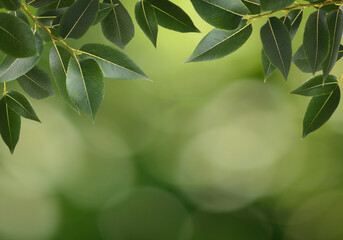 Branches of fresh green leaves (salix) in a top frame on green background