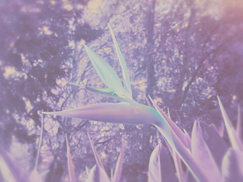 close up of lavender flower