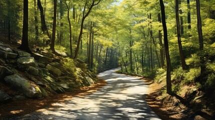 Fototapeta premium forest bend in