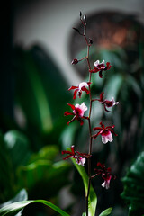 Orchid